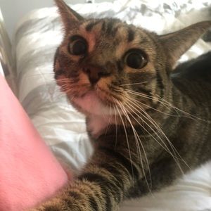 Meet your Posher, Nya